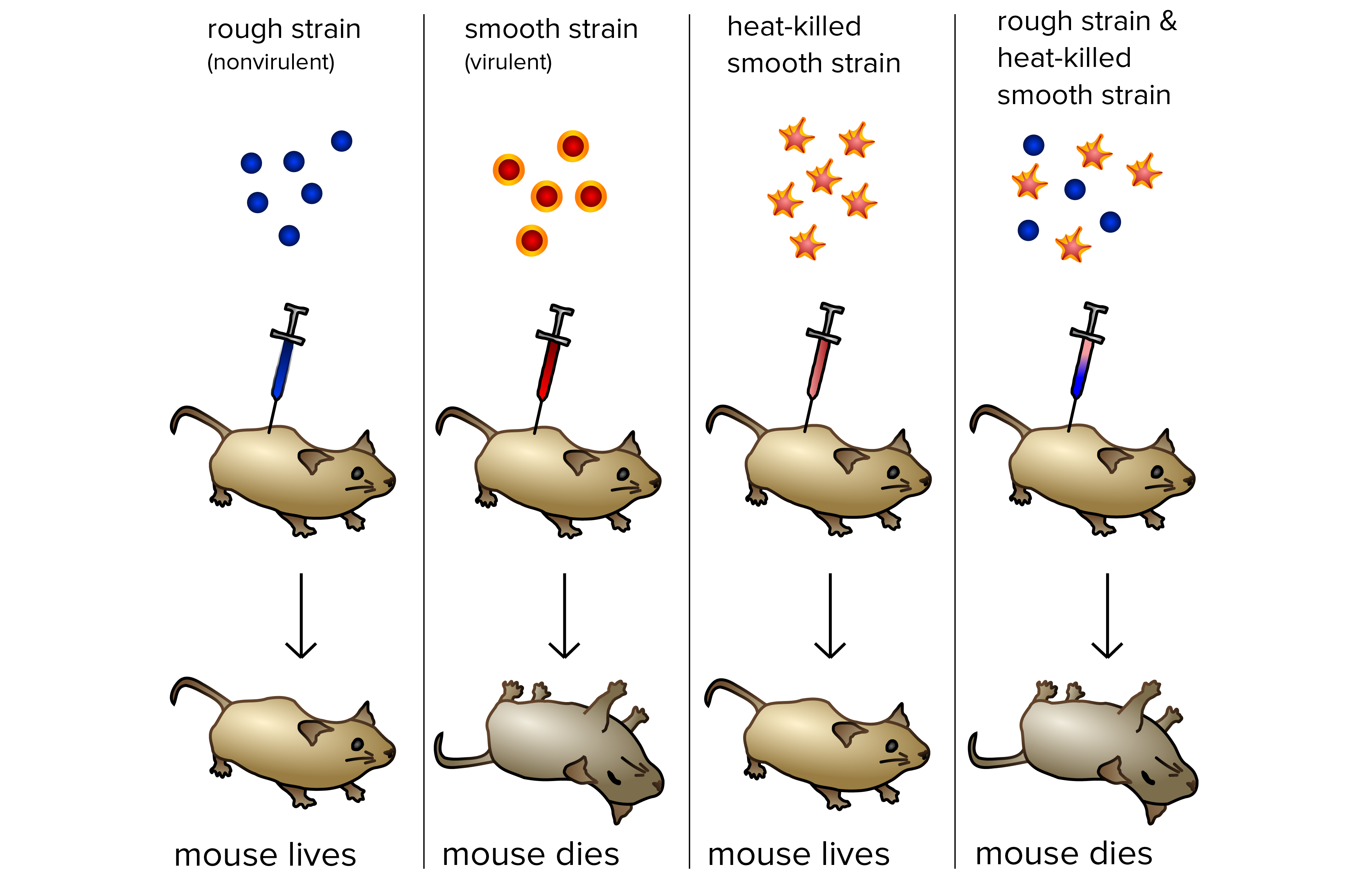 <p>* See picture.</p><p>Griffith’s Transforming Principle was that a non-pathogenic strain of a bacteria was able to “transform” into a pathogenic strain.</p><p>No, this experiment was an example of Horizontal Gene Transfer</p>