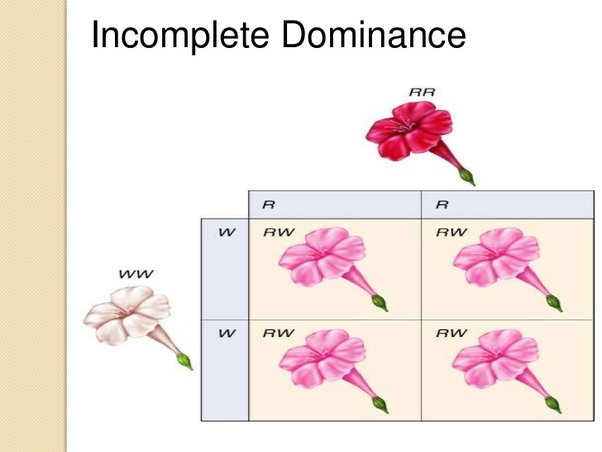 <p><strong>Heterozygous </strong>is<strong> intermediate </strong>between<strong> homozygous </strong>phenotypes</p><ul><li><p>Middle</p></li></ul><p></p>