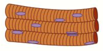 <ul><li><p>Skeletal muscles are involved in <strong>voluntary</strong>, conscious <strong>movement </strong>of bones</p></li><li><p>They are <strong>striated </strong>(have stripes), <strong>tubular </strong>and <strong>multinucleated </strong></p></li></ul><p></p>