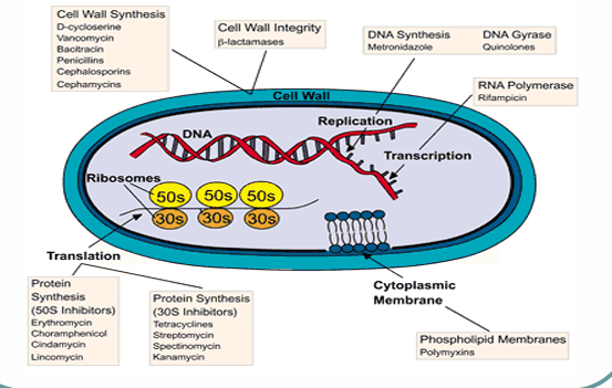 <ol><li><p><strong>cell envelope ATB</strong> - cell wall synthesis inhibitors</p><ul><li><p>ex. beta-lactams, glycopeptides</p></li></ul></li><li><p class="has-focus"><strong>protein synthesis inhibitors</strong></p><ul><li><p class="has-focus">ex. tetracyclines, amphenicols, aminoglycosides, macrolides</p></li></ul></li><li><p class="has-focus"><strong>nucleic acids synthesis inhibitors</strong></p><ul><li><p class="has-focus">rifamycins</p></li></ul></li></ol><p></p>