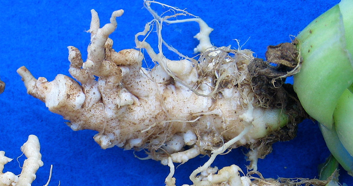 <p>clubroot of cabbage</p>