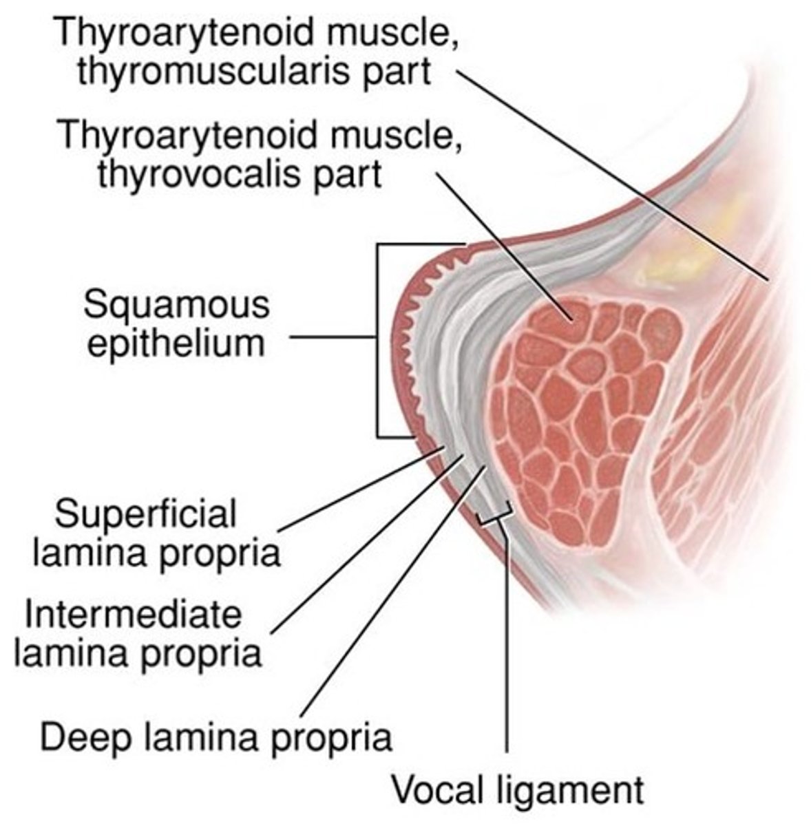 <p>Squamous Epithelium</p><p>Superficial Lamina Propria</p><p>Intermediate Lamina Propria</p><p>Deep Lamina Propria</p><p>Thyroarytenoid AKA Vocalis</p>