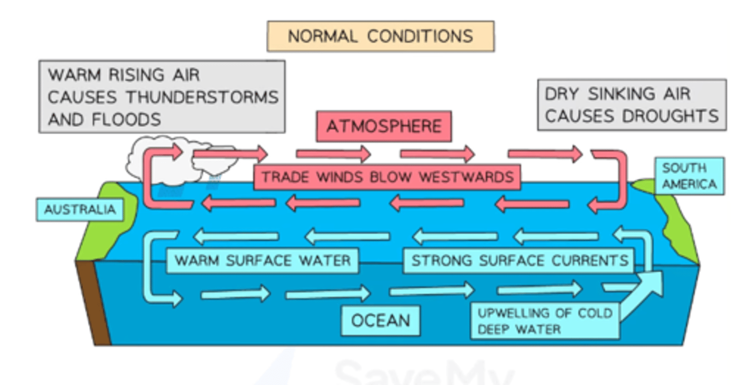 <p>1. Trade winds blow west over the Pacific (Peru to Australia)</p><p>2. to warmer water</p><p>3. causes convectional uplift from warmer sea surface temperatures</p><p>4. This pushes warm air westwards. East coast (Peru) - shallow position of thermocline allows wind to pull up cold water from below = upwelling creates optimal fishing conditions</p><p>5. pressure from trade winds causes 50cm sea rise in Australia compared to Peru, and 8 degrees warmer</p><p>6. the Walker loop returns air to the eastern side of the pacific</p>
