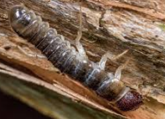 <p>what bugs family is this</p>