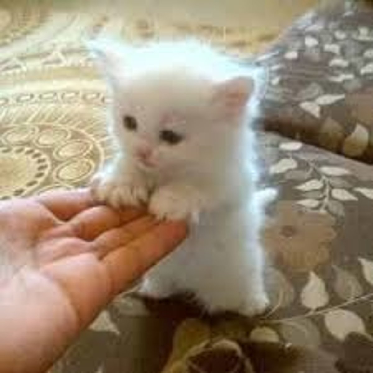 <p>1. not able or not likely to cause any hurt or damage: Taken in small doses, this drug is totally harmless.</p><p>2. unlikely to upset or offend anyone</p><p>Eg: It's just a bit of harmless fun.</p>