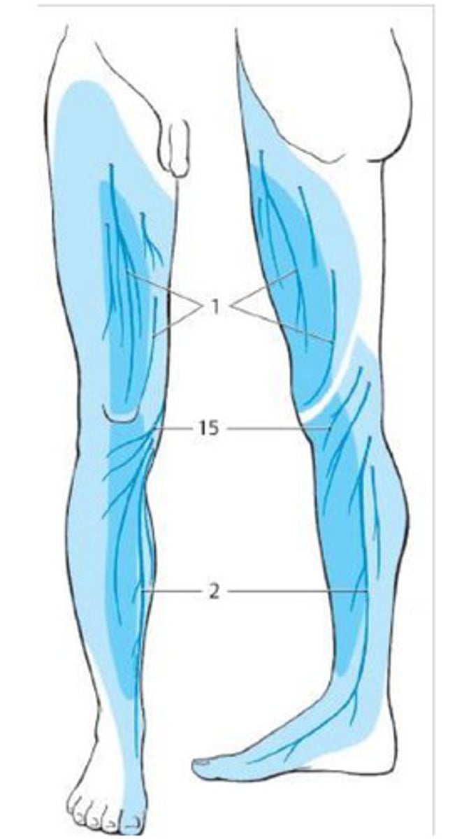 <p>What nerve supplies the blue in this picture?</p>