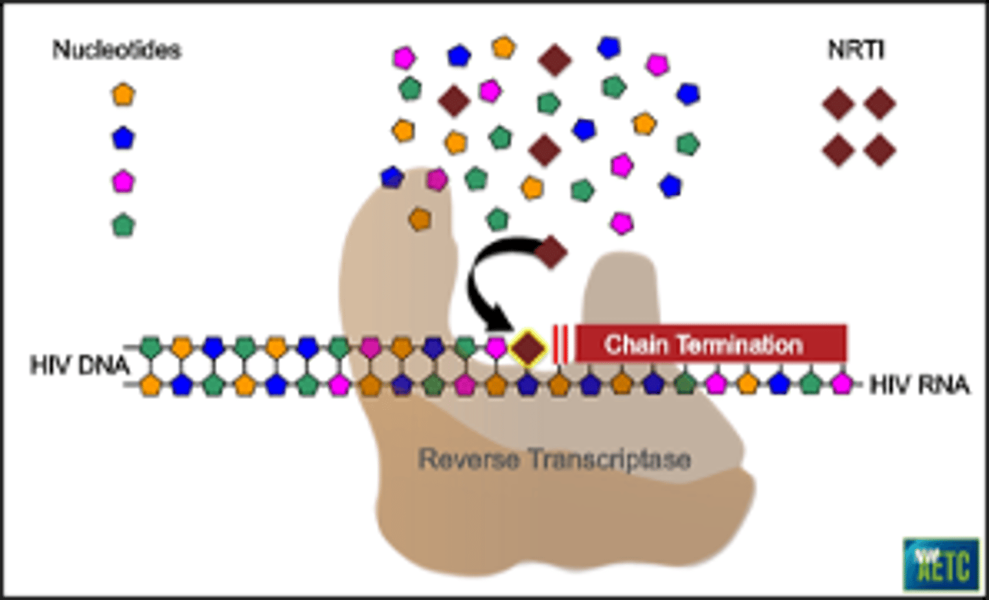 <p>MOA: Competes for binding to cause incorrect DNA strands = leading to termination</p><p>•Blocking reverse transcriptase (converts RNA --> DNA)</p><p>•NRTIs work by competing w/ natural nucleosides (dTTP, dCTP, dGTP, and dATP) and incorporate into viral DNA</p><p>•Causes chain termination --> prevents replication of virus.</p>