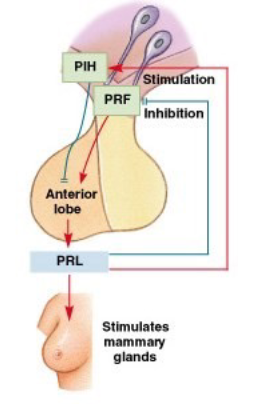 <ul><li><p>initiates and maintains mammary gland development and milk production&nbsp;</p></li><li><p>regulated by PRH and PIH from the hypothalamus</p></li></ul><p></p>