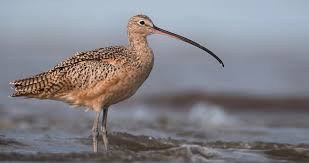 <p>downward curve </p><p>curlew</p><p>creeper </p>