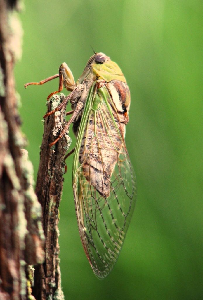 <p>Walker cicada</p>