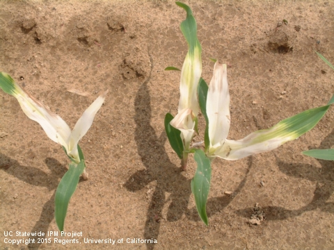 <p>We discussed other herbicides and their symptoms of damage.&nbsp; What herbicide can cause this kind of bleaching damage?</p><p><span>2,4-D</span></p><p><span>Dicamba</span></p><p><span>Clomazone (Command)</span></p><p><span>Captan 50</span></p>