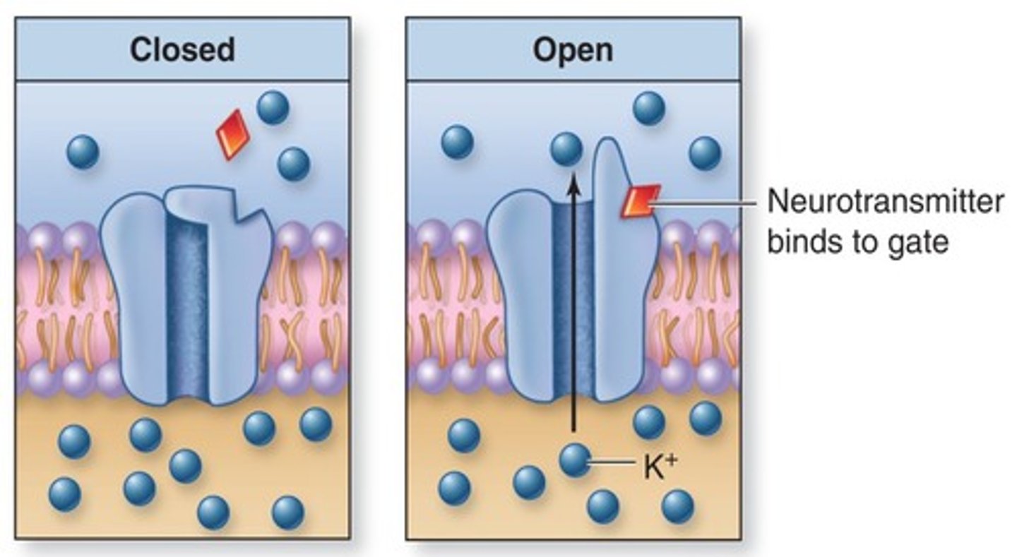 <p>- open or close when bind w/ specific chemicals</p><p>- ex acetylcholine when binds allows for Na+ and K+ to pass</p>