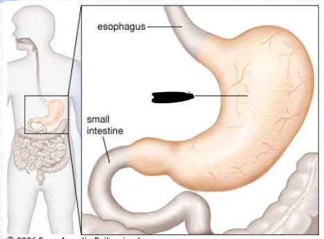 <p>what organ is it? what does it do? what system is it a part of?</p>