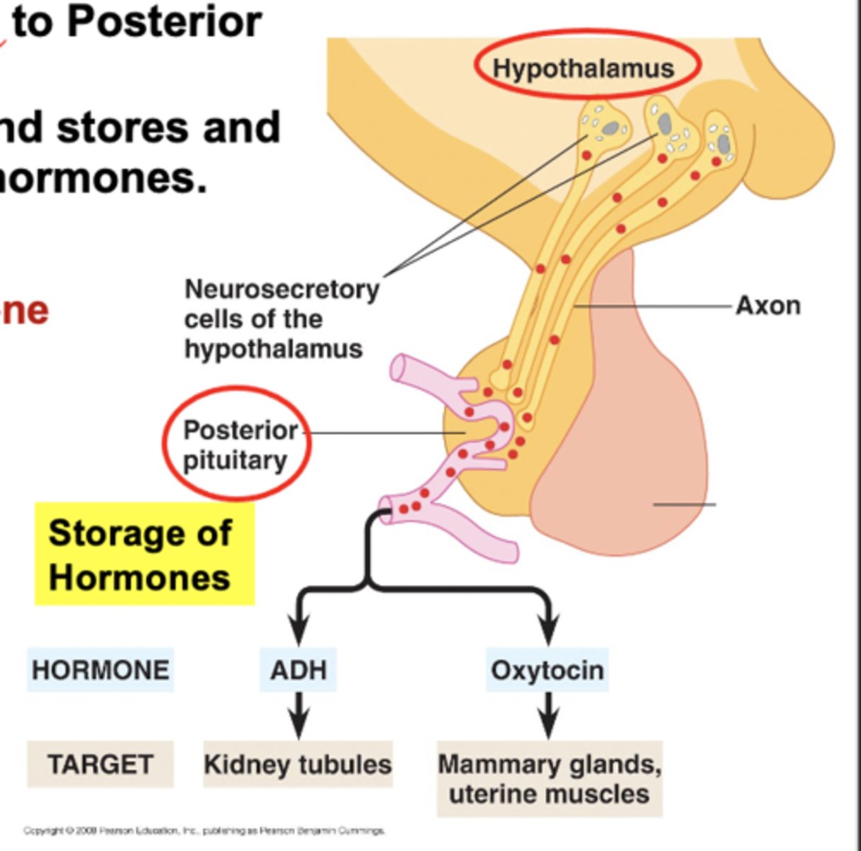 <p>1. Oxytocin <br>2. ADH (Antidiuretic hormone)</p>