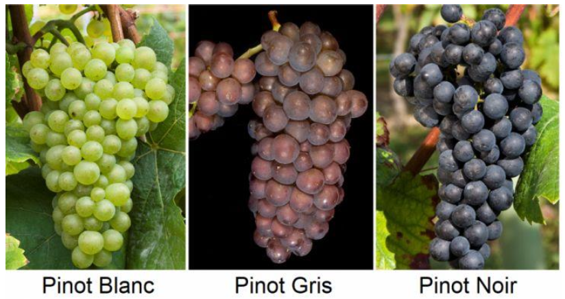 <p>What makes the “gris” mutation?</p>