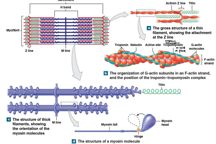 <p>What is the molecular anatomy of thick myosin?</p>