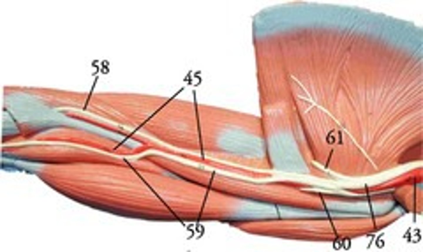 <p>What is indicated at 76?</p>