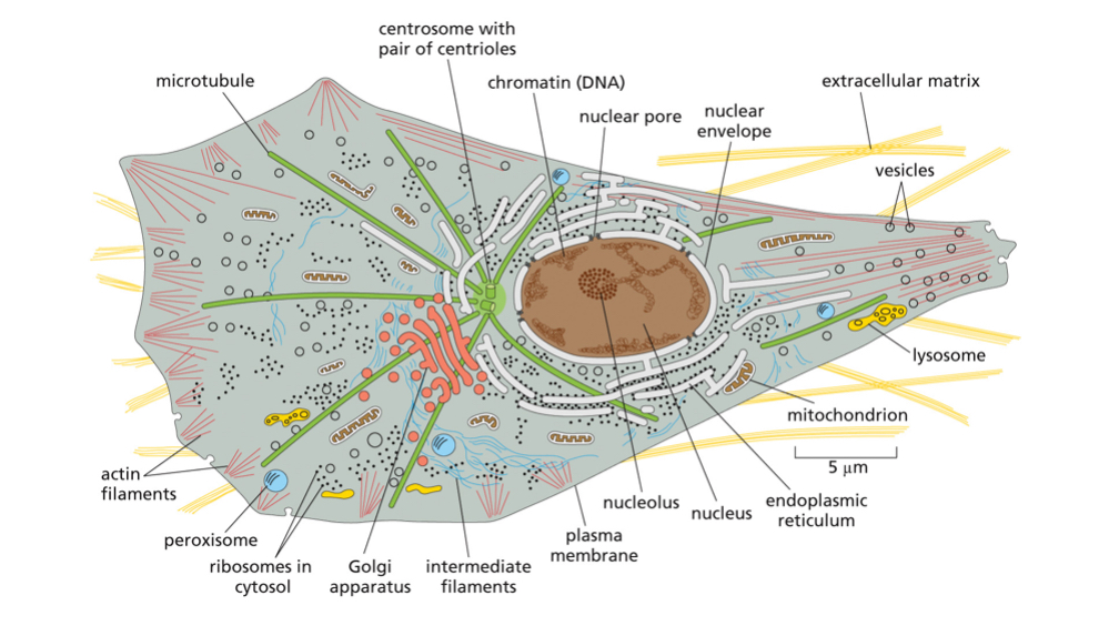 <p><span>True for example Centrosomes are not membrane bound</span></p>