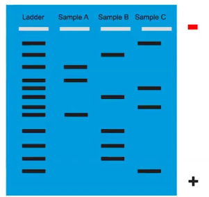 <p>Gel Electrophoresis</p>