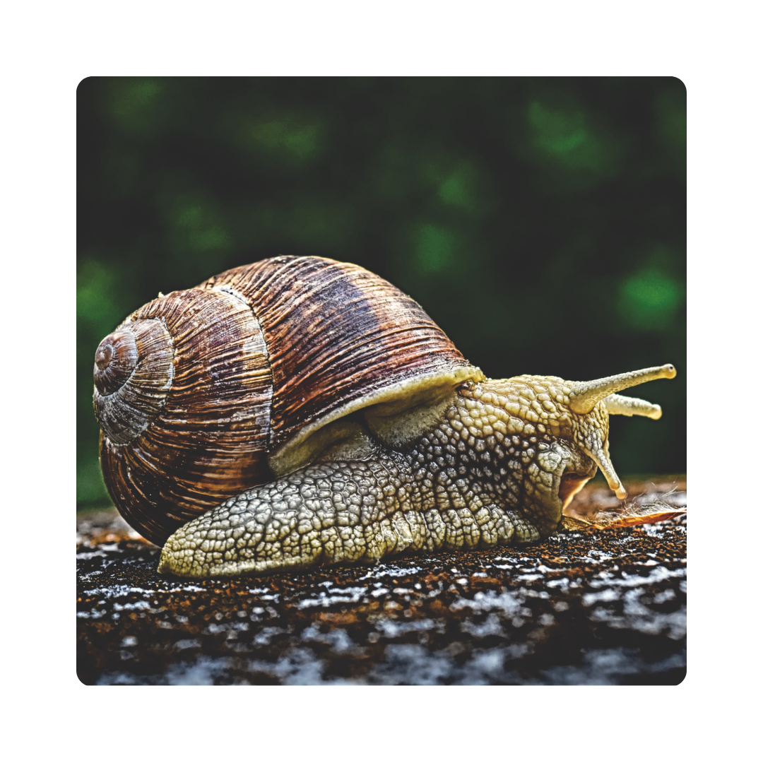 <p><span>Turtles carry a hard </span><strong>shell</strong><span> on their backs for protection.</span></p>