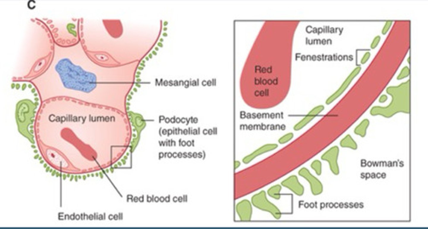 <p>The body reabsorbs its materials</p>
