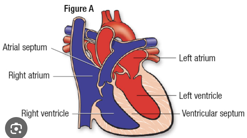 <p><span>pump oxygenated blood from the lungs to the rest of the body</span></p>
