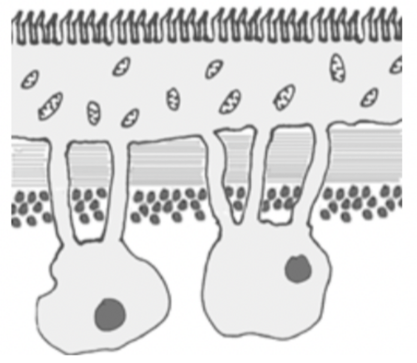<p>- A fused outer tissue where many cells share one continuous cytoplasm, seen in parasitic flatworms to help them survive inside a host.</p><p>- Human heart is a syncytium</p>