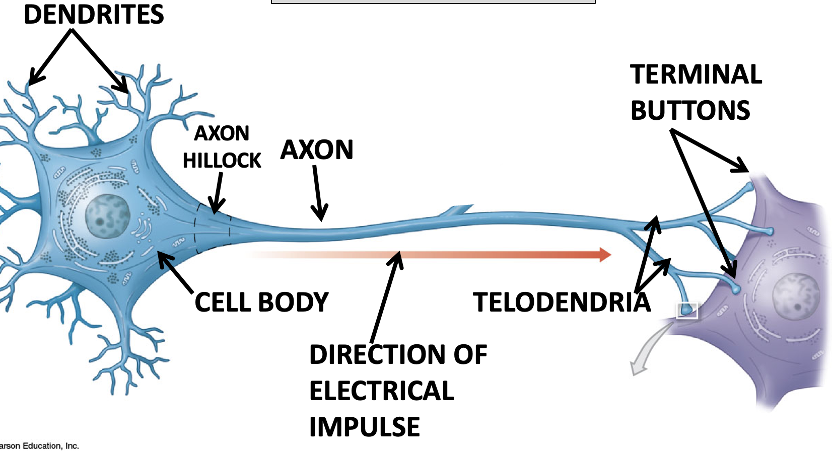 **Dendrites**- collect chemical messengers

**Terminal**- storage structures