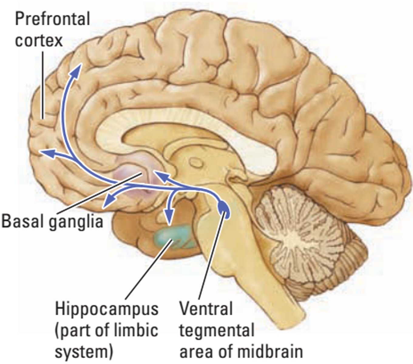 <p>from ventral segmental area (midbrain) to nucleus accumbens (reward system) to amygdala, hippocampus and other limbic structures</p>