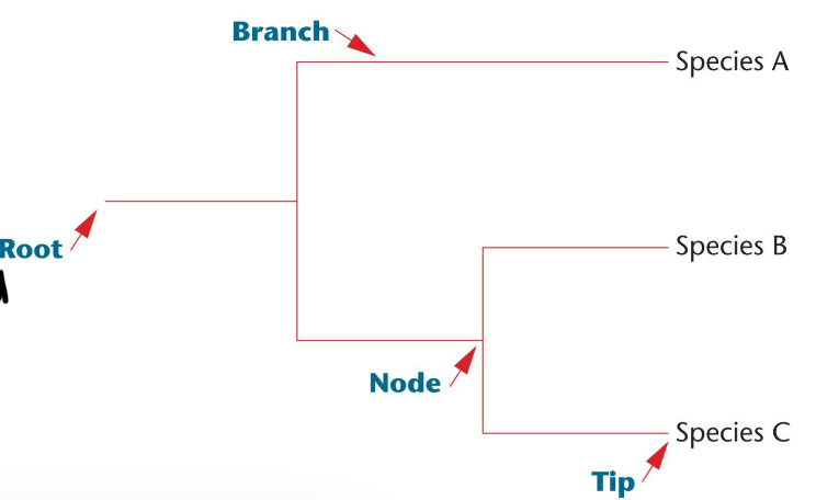 <p>branches represent lineages over time</p>