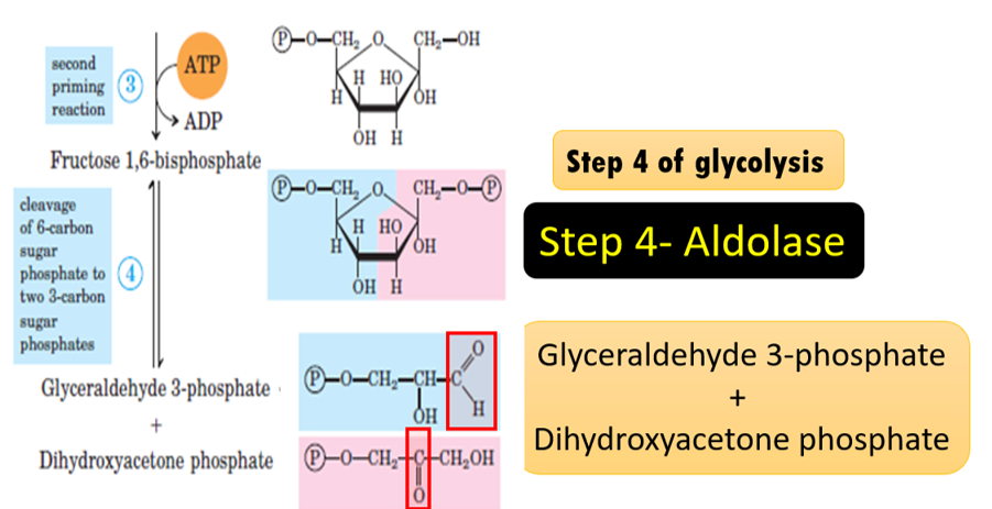 <ul><li><p><strong>What to look for:</strong> resulting in the formation of <strong>double bonds</strong> or the release of small molecules.</p></li></ul><p></p><ul><li><p><strong>Key Clues:</strong> <strong>Synthase, decarboxylase, aldolase, lyase.</strong></p></li></ul><p></p><ul><li><p><strong>Tip:</strong> <strong>If something "just pops off" (like CO</strong><span><strong>2</strong></span><strong>​ or NH</strong><span><strong>3</strong></span><strong>​) or a double bond appears/disappears</strong> on the main substrate, think lyase.</p></li></ul><p></p>