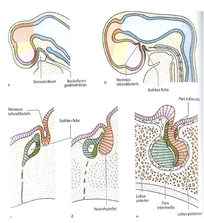 <p>Diencephalon bildar den 3:e ventrikeln och i hjärnblåsans vägg finns anlag för mellanhjärnans kärnkomplex. Det bildar thalamus, hypothalamus och epithalamus. Hypofysen bildas från ektoderm v.4 från <strong>rathkes ficka</strong> och bildar adenohypofysen. </p><p>Neurohypofysen bildas från <strong>recessus infundibularis</strong> i 3:e ventrikelns golv. <span>Cellerna differentierar till pituicyter som bildar kontakt med axon som växer från hypothalamus.</span></p>