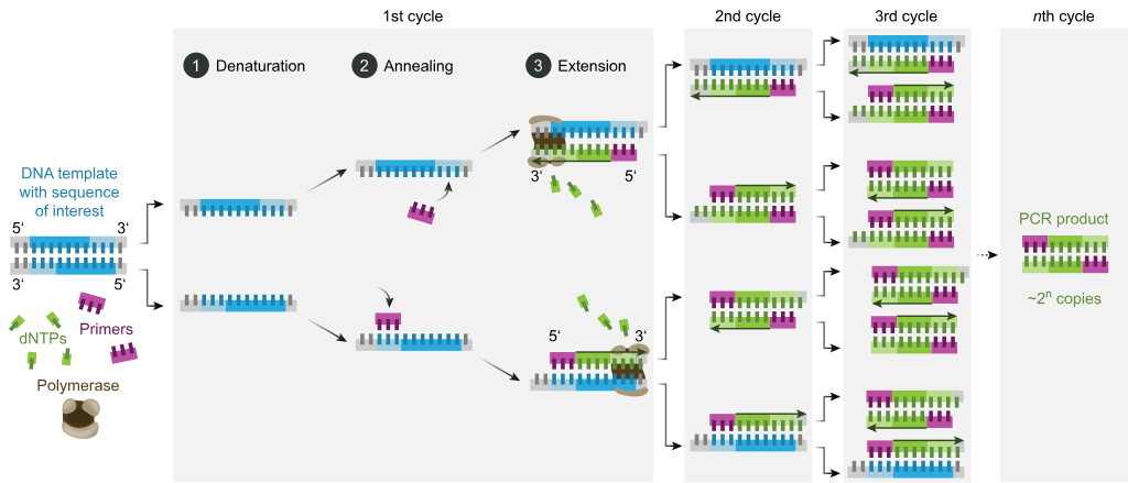The polymerase chain reaction (PCR) is primarily used for DNA amplification.