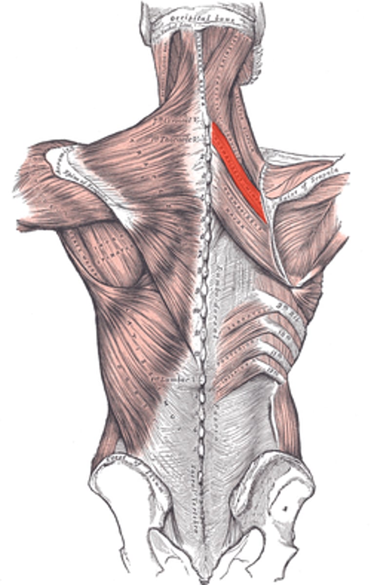 <p>A smaller muscle that also retracts and stabilizes the scapula.</p>