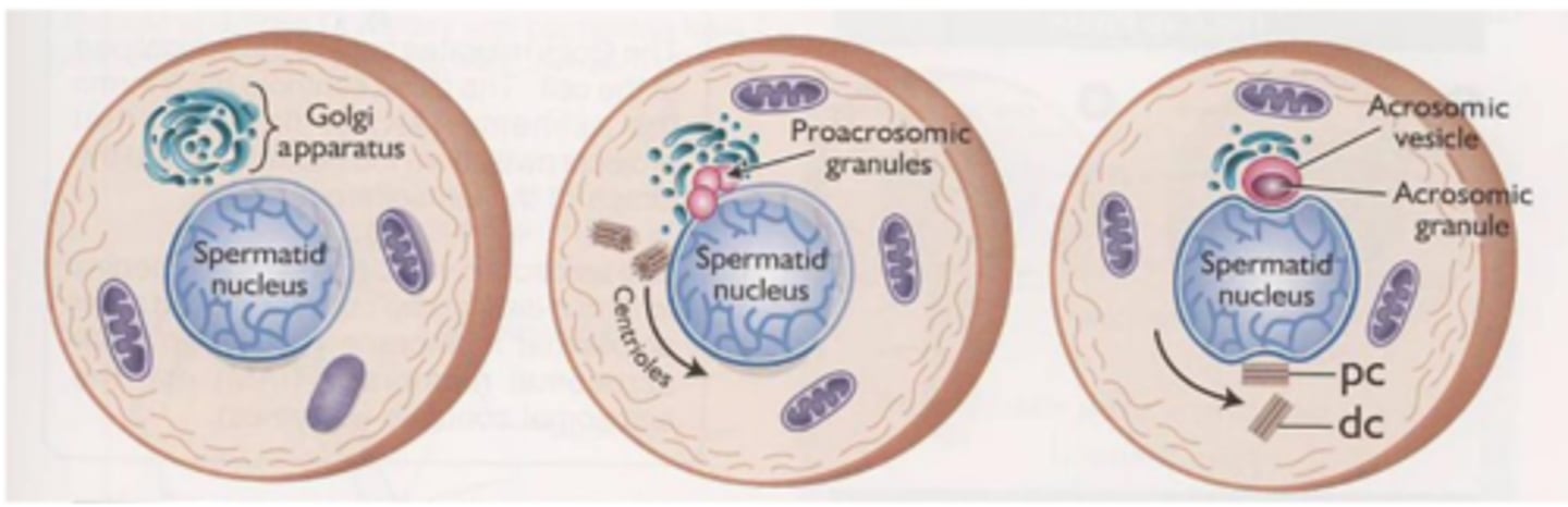 <p>vesicles of golgi fuse and create pro-acrosomic granules until a large acrosomic vesicle is formed</p>