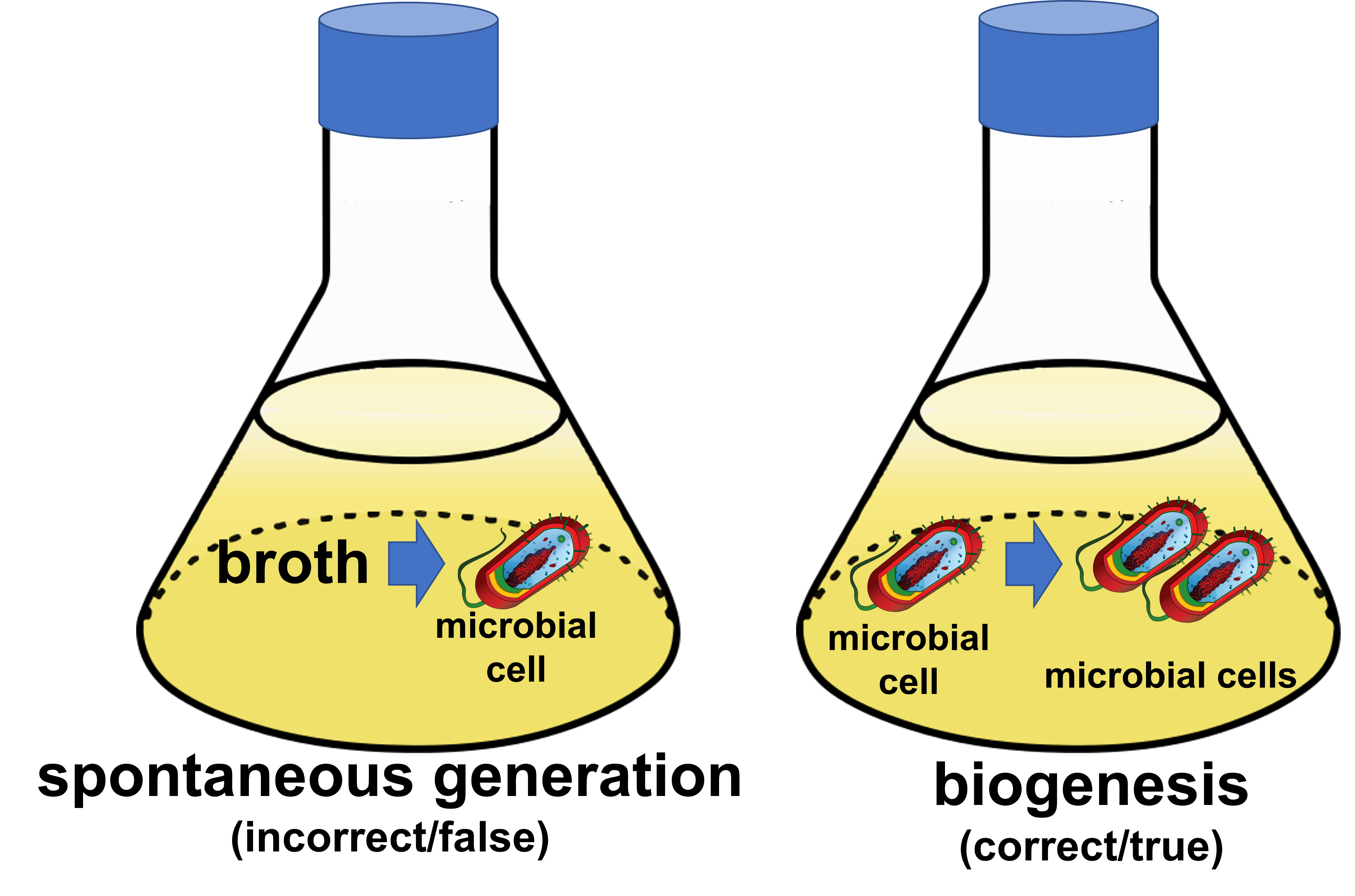 <p>What is spontaneous generation?</p>
