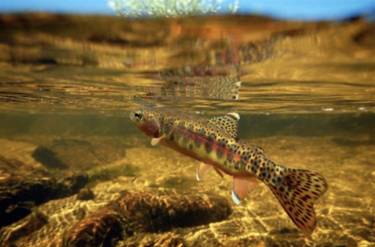 <p>California Golden Trout</p>