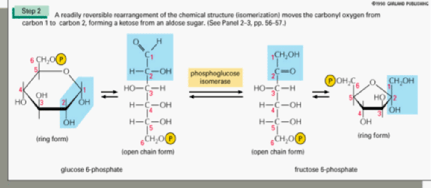 <p>Rearranges glucose-6-phosphate</p><p>Enzyme = Isomerase</p><p>Energy needed = ...</p><p>Product = 5 ring, 6C sugar</p><p>Favorable/Unfavorable = Near-equillibrium</p><p>Irreversible/ Reversible = Reversible</p>