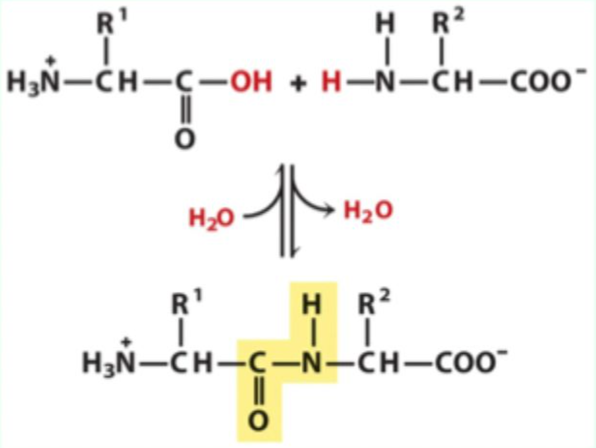 <p>Peptide bonds</p>
