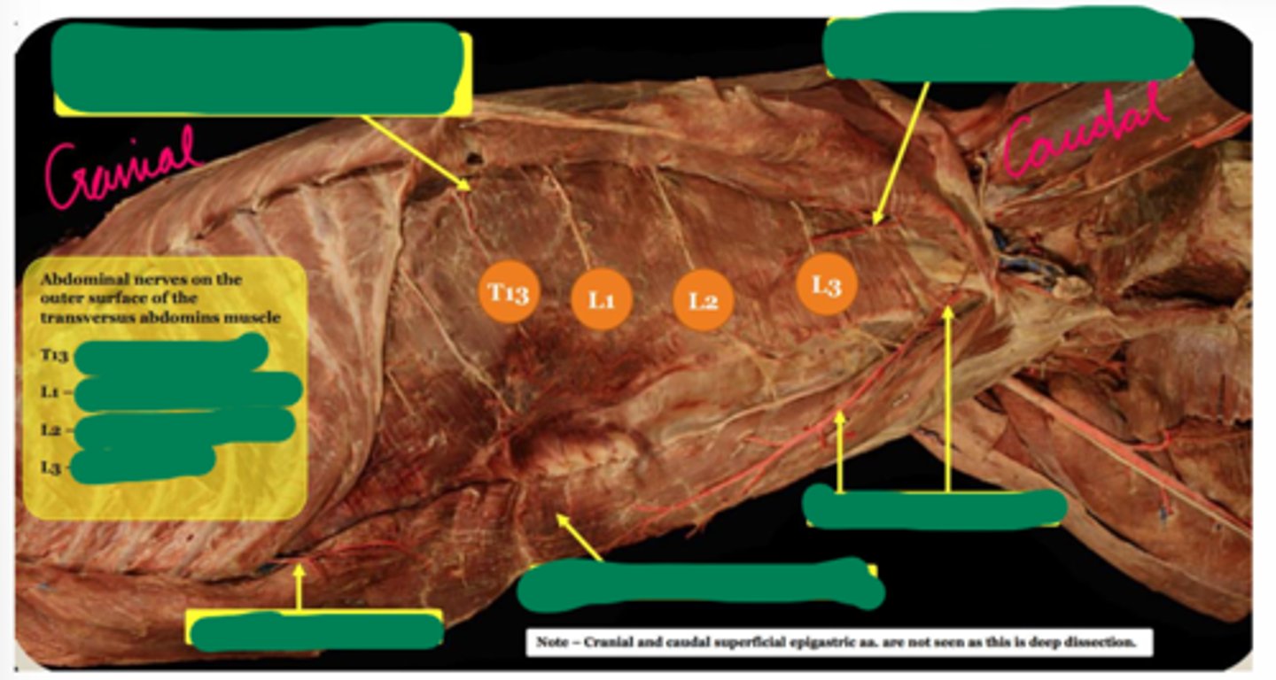 <p>DOG Abdominal wall nerves (outer surface):</p><p>T13</p>
