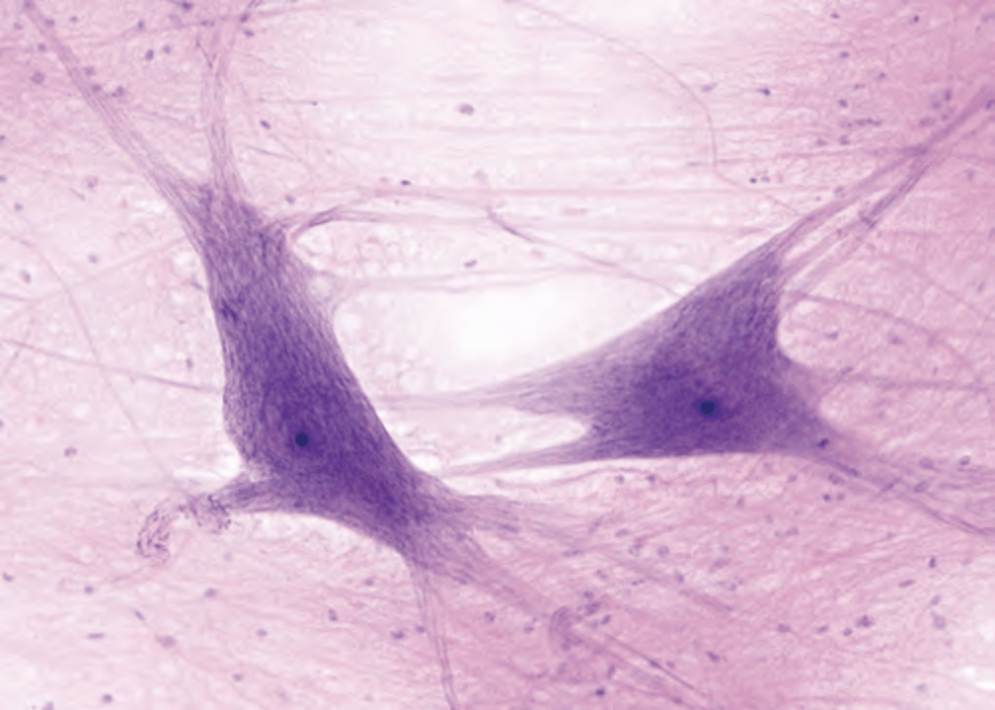 <p>conduct nerve impulses</p>