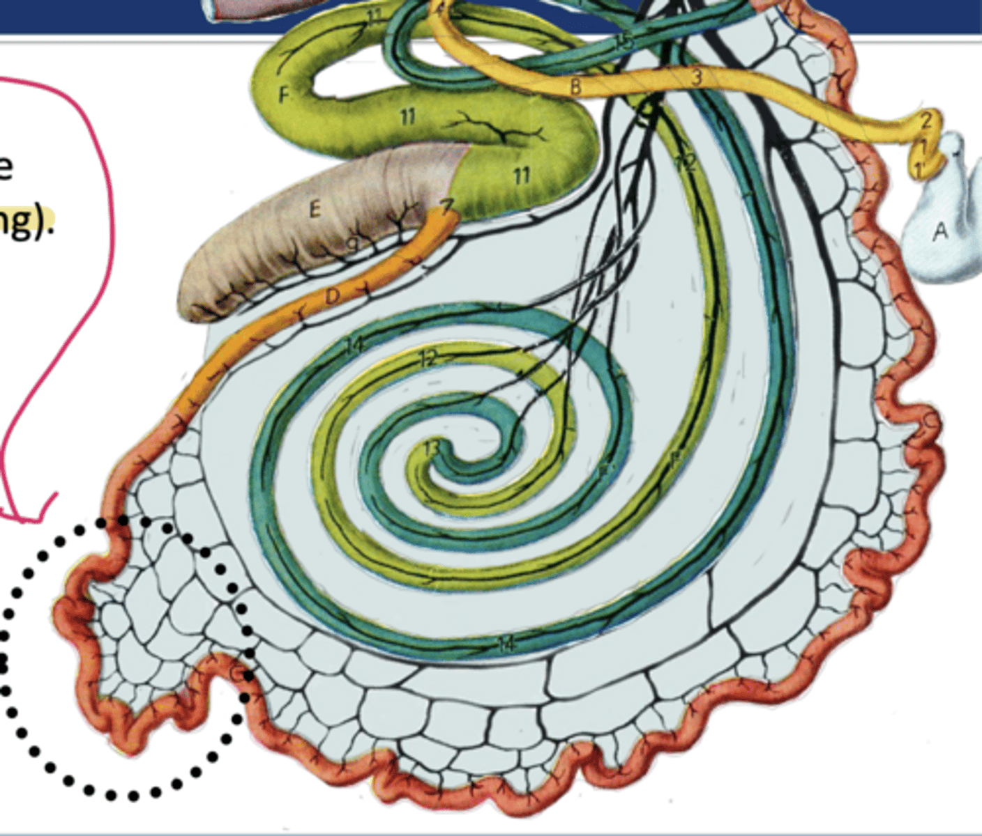 <p>what aspect of the bovine GI indicated is susceptible to volvulus</p>