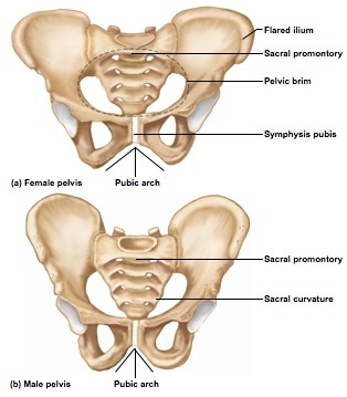 <p>M: narrow pubic arch F: large pubic arch</p>