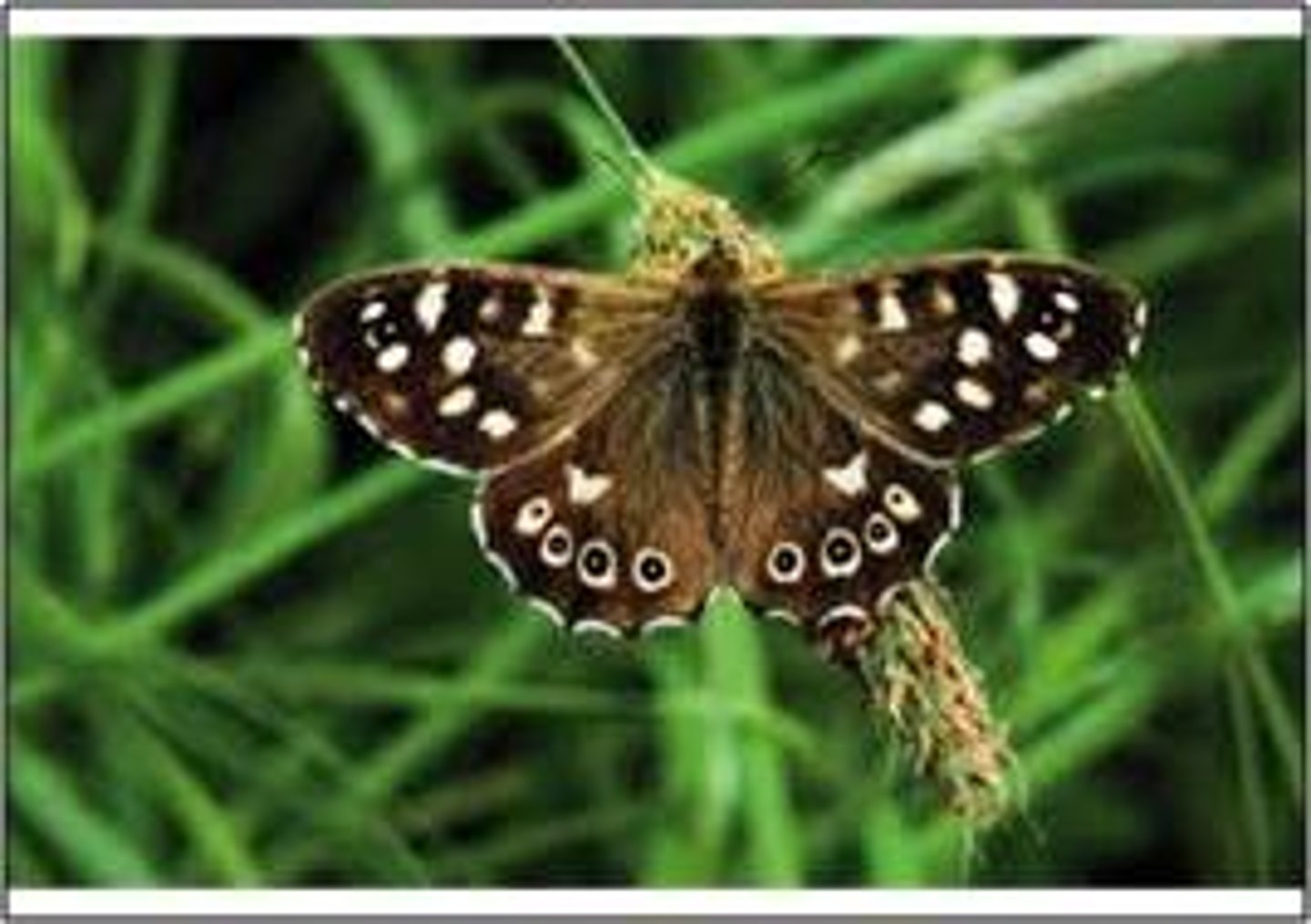 <p>spotted; freckled; dotted</p>