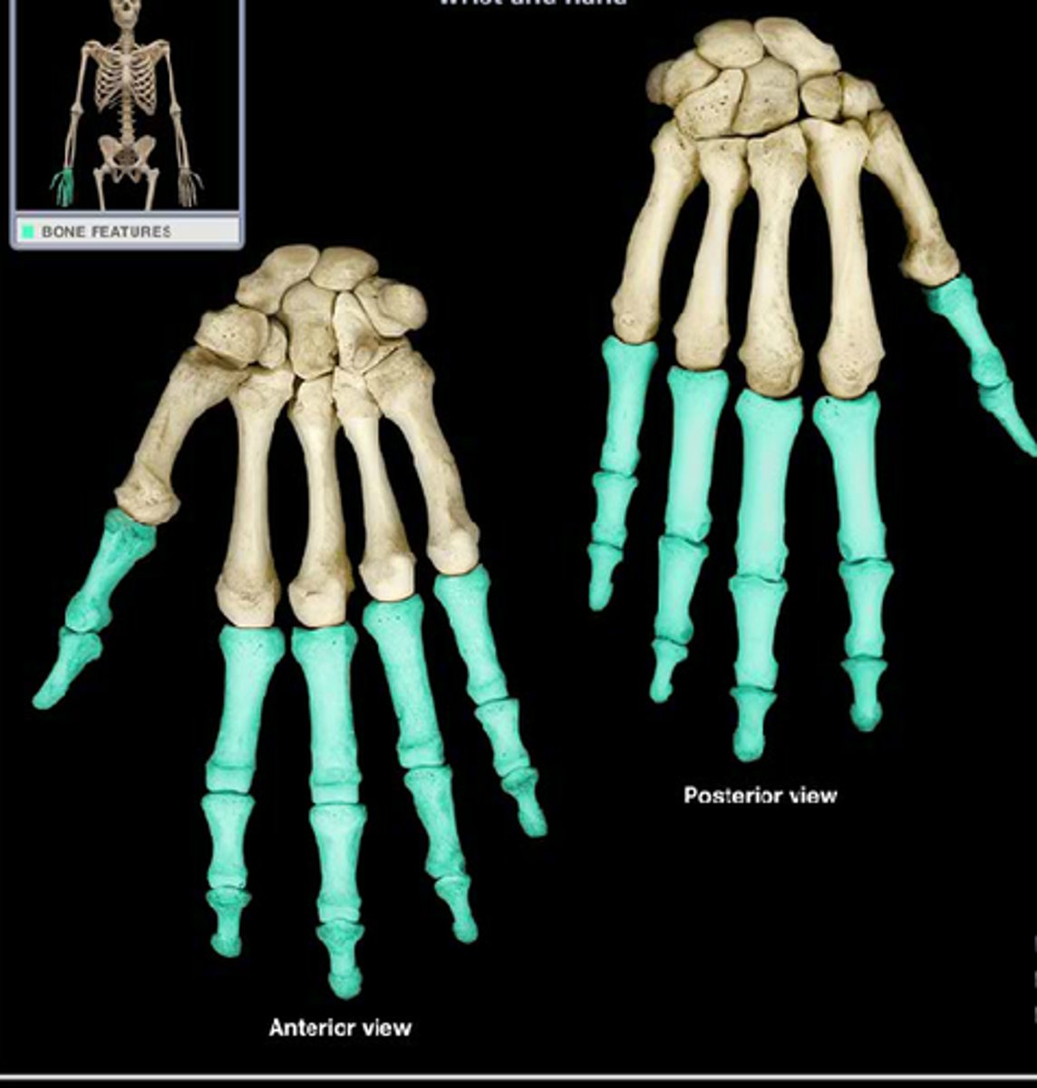 <p>finger bones</p>