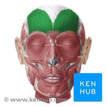 <p>What muscle is <strong>this, </strong>its <strong>action </strong>and <strong>INNERVATION</strong></p>