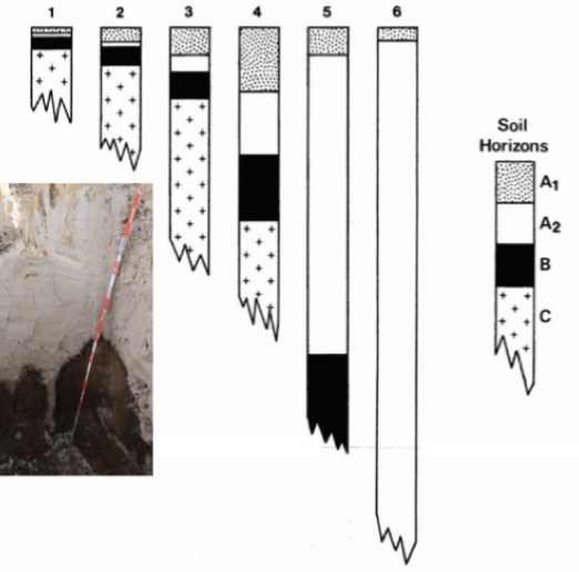            

Soils developed on dunes is dominated by podzolization, soil increases in thickness with age 

Initially become more nutrient-rich

But as soils continue to deepen, nutrient status declines

Layer on top= of organic litter, producing acids that wash into the sand

End up with pure white sand,

 

Can be bright orange yellow soils

 

     
