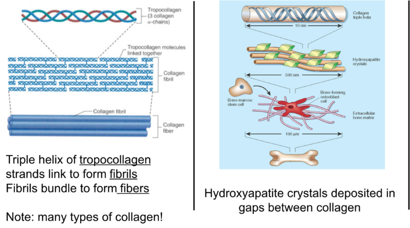 <p>Specialized cells dispersed in hardened extra cellular matrix </p><p>ECM:</p><ul><li><p>1/3 collagen → strength and flexibility </p><ul><li><p>triple helix of tropocollagen link → fibrils → fibers, form framework</p></li></ul></li><li><p>2/3 calcium → hardness, brittle, resist compression, interact to form <strong>hydroxyapatite crystals (calcium and phosphorus) </strong></p><ul><li><p>crystals deposit between gaps in collagen </p></li></ul></li><li><p>ground substance (interstitial fluid) → proteoglycans (type of glycoprotein—sugary proteins) and glycoproteins </p><ul><li><p>sugar groups are polar→ hydrophilic → keep water in place</p></li></ul></li></ul><p></p>