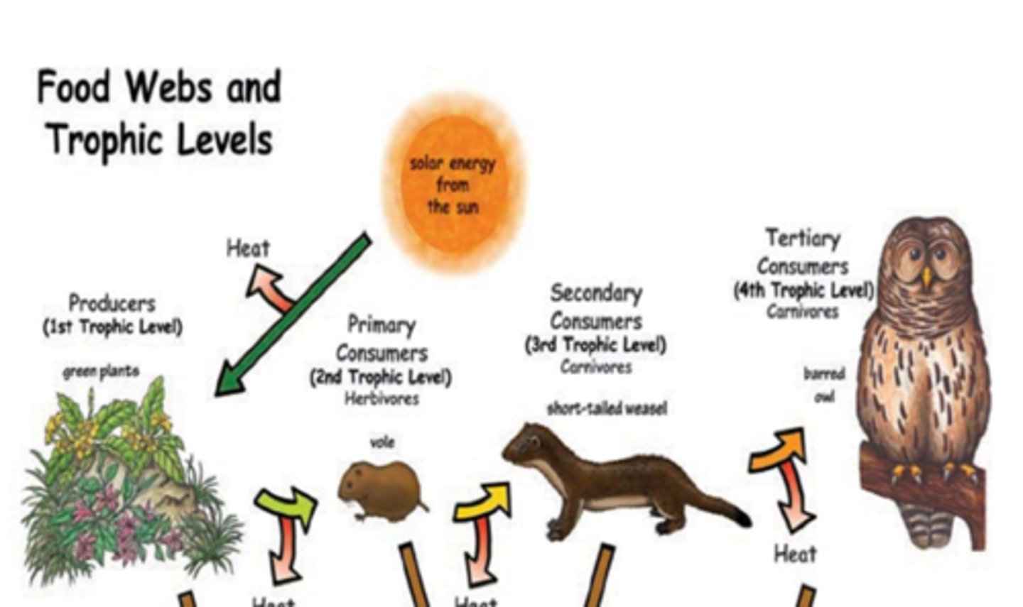 <p>each step in a food chain that shows the transfer of energy (there are never more organisms than there is energy to support)</p><p>- <span style="text-decoration:underline">energy only flows away from the sun</span></p>