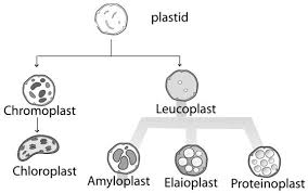 <p>One of a family of closely related organelles that includes chloroplasts, chromoplasts, and amyloplasts. Plastids are found in cells of photosynthetic eukaryotes. </p>